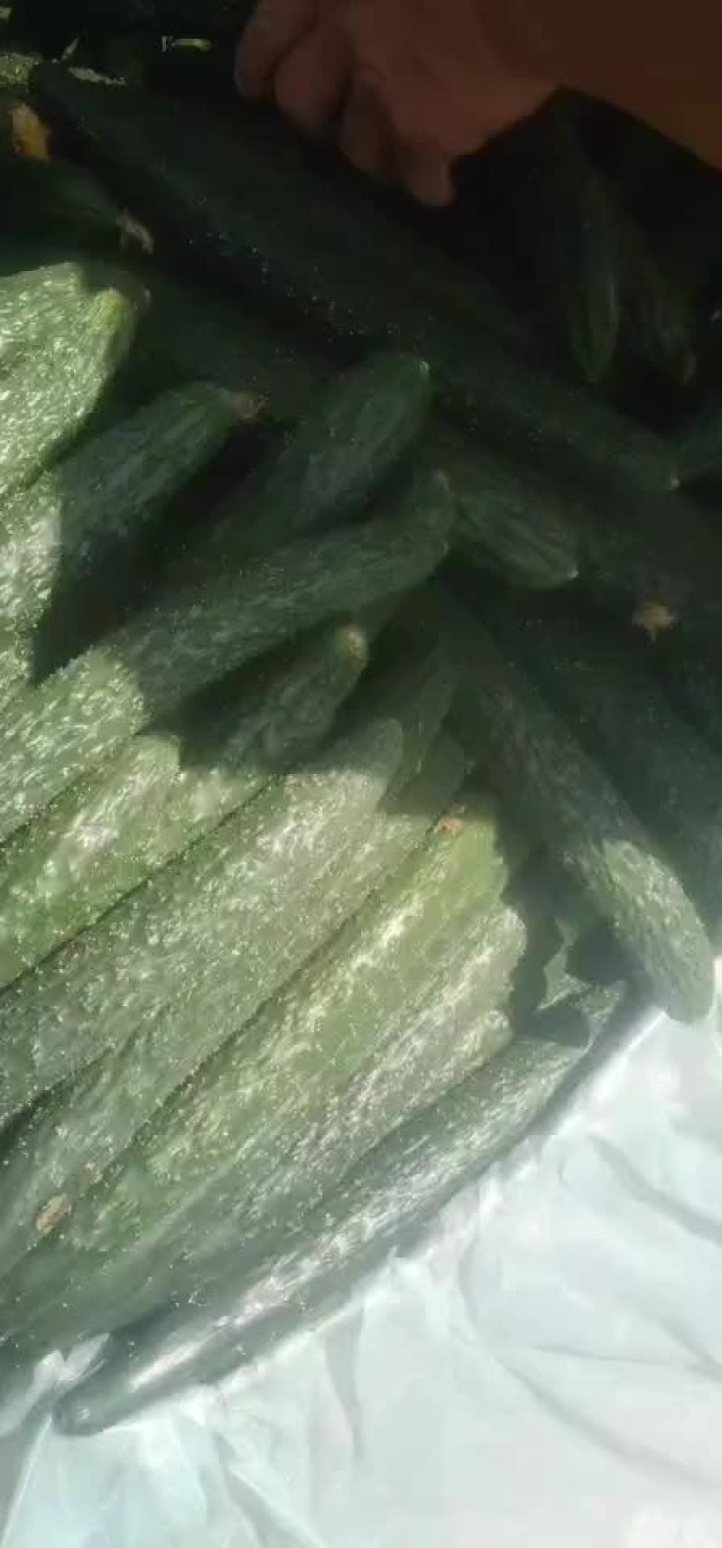 精品黄瓜