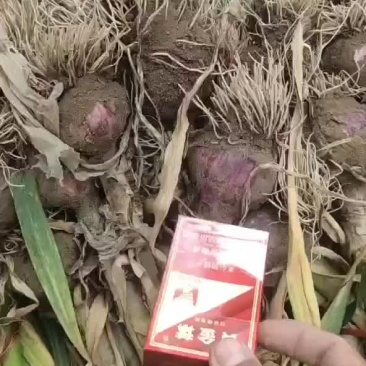 大蒜