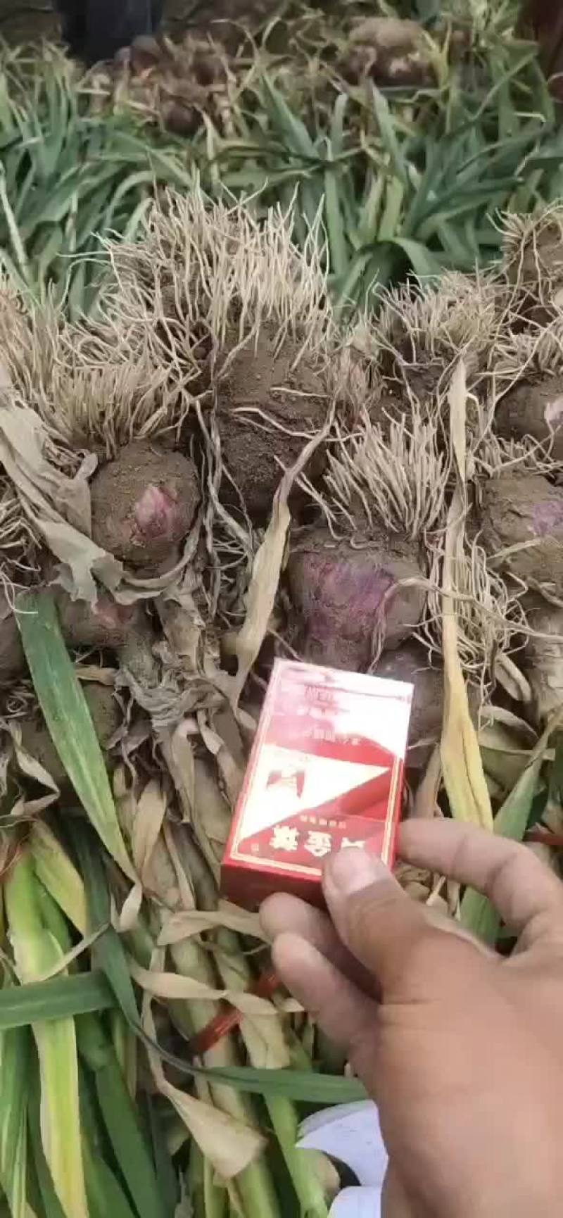大蒜