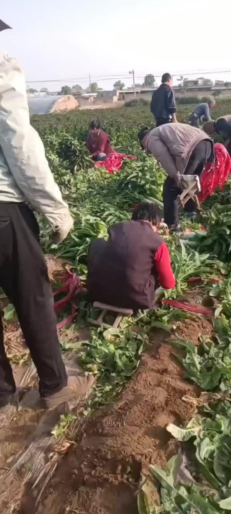 莴笋有货要的联系