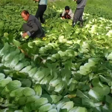 精品大娃娃菜无冒苔无烧心支持全国发货