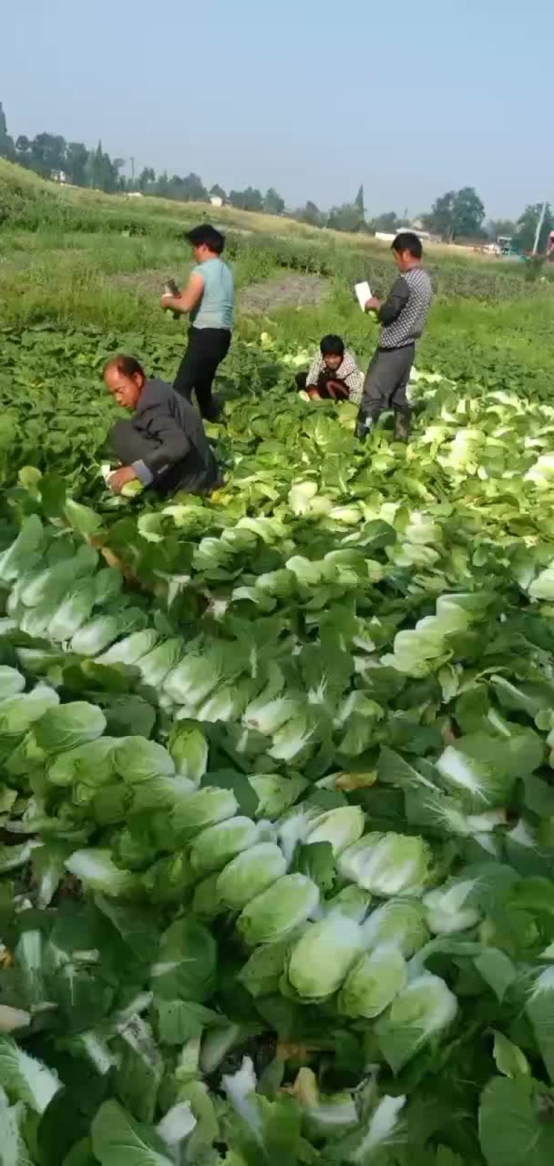 精品大娃娃菜无冒苔无烧心支持全国发货
