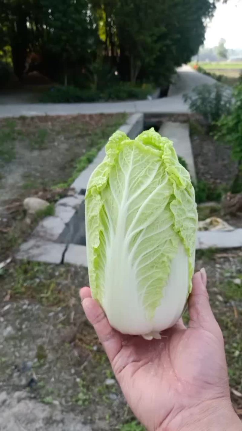 精品大娃娃菜无冒苔无烧心支持全国发货