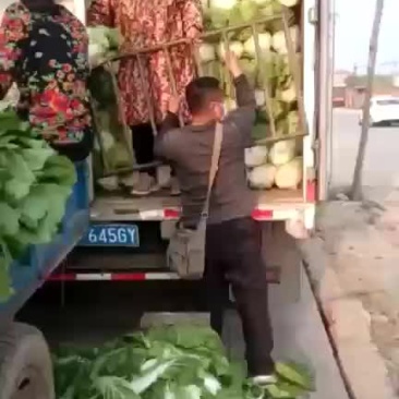 精品黄心大白菜