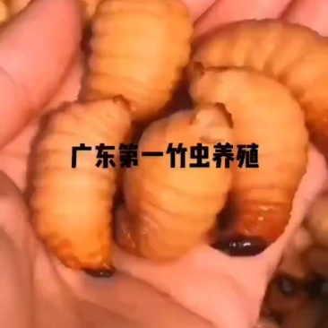野生蜈蚣，竹蜂，竹虫