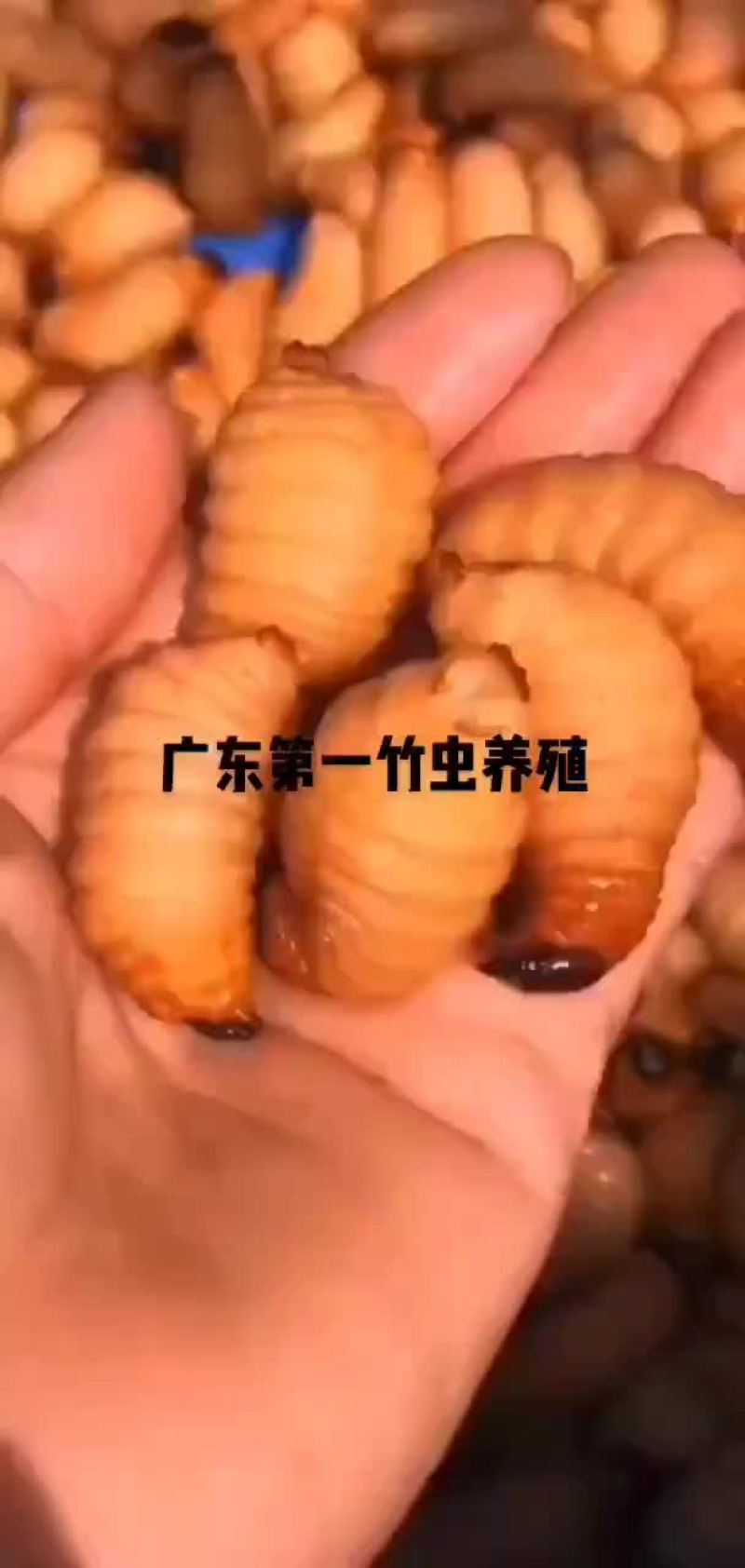 野生蜈蚣，竹蜂，竹虫