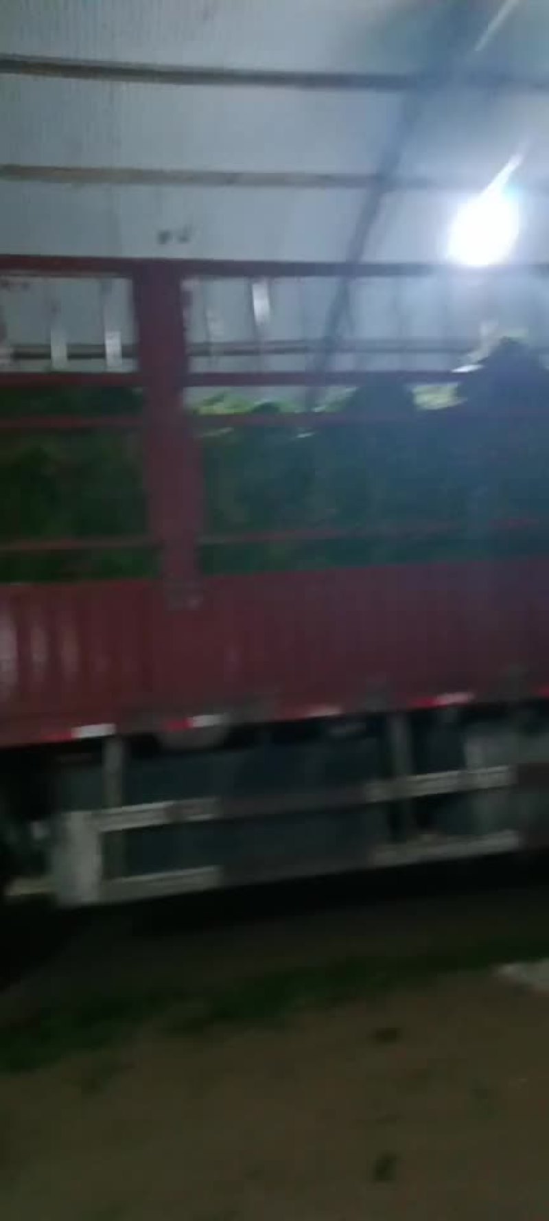 脱水香菜