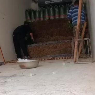 香菜