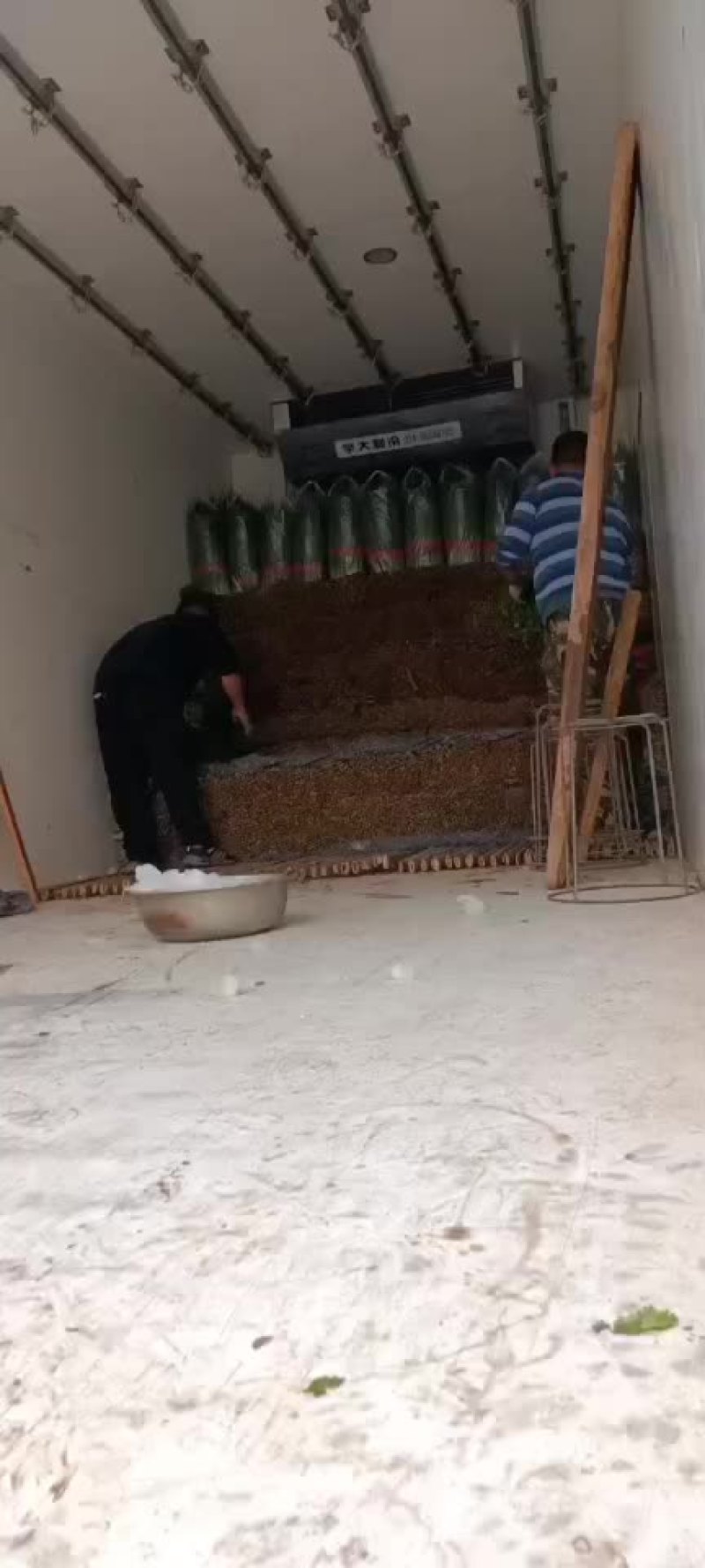 香菜
