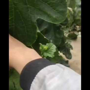 精品甜瓜西瓜