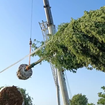 三角枫单杆丛生一手货源物美价廉