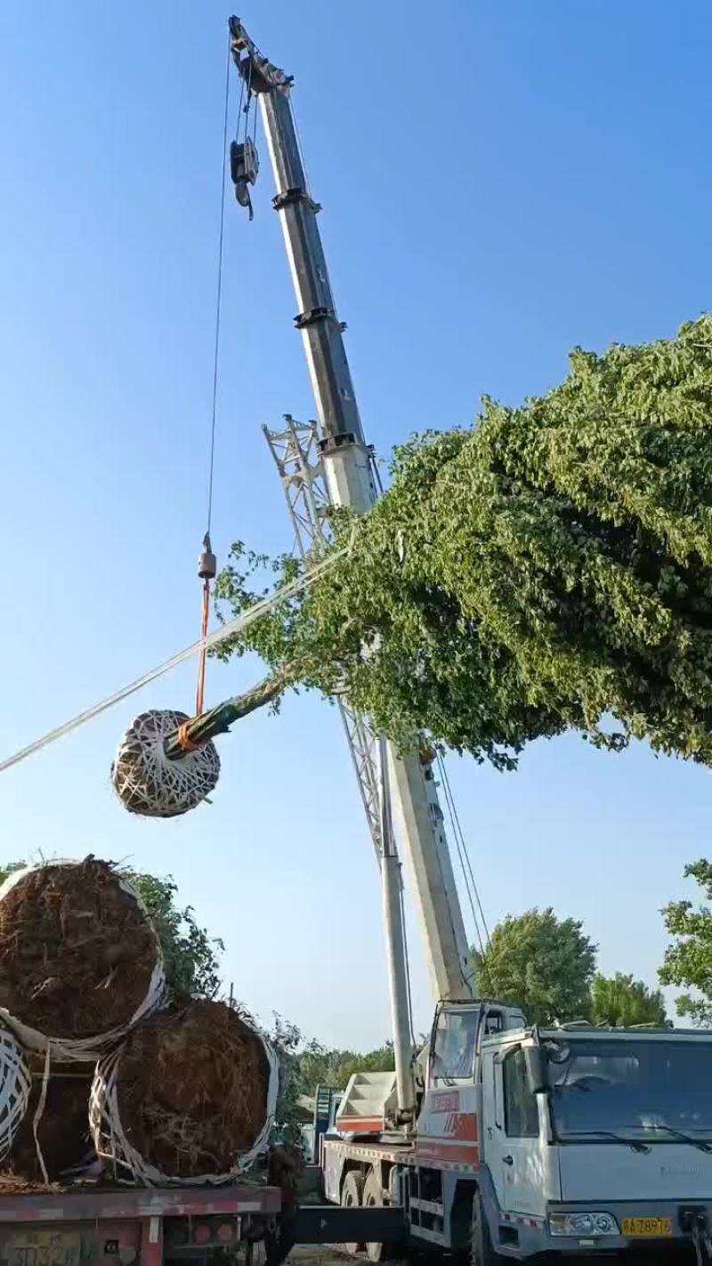 三角枫单杆丛生一手货源物美价廉