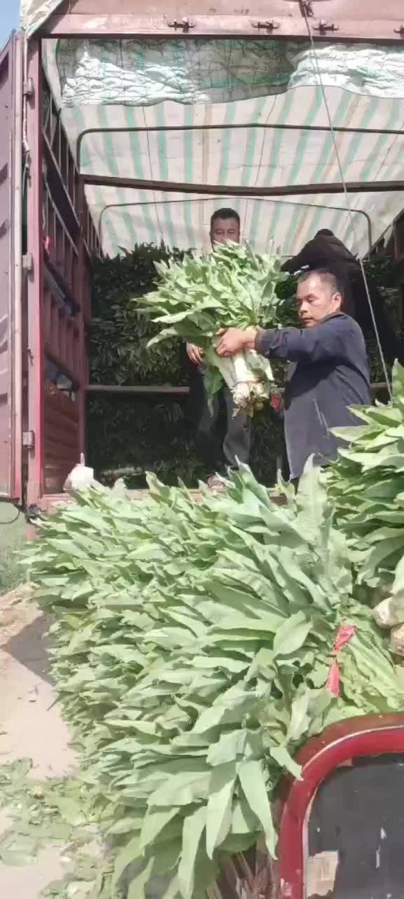 莴笋有货要的联系