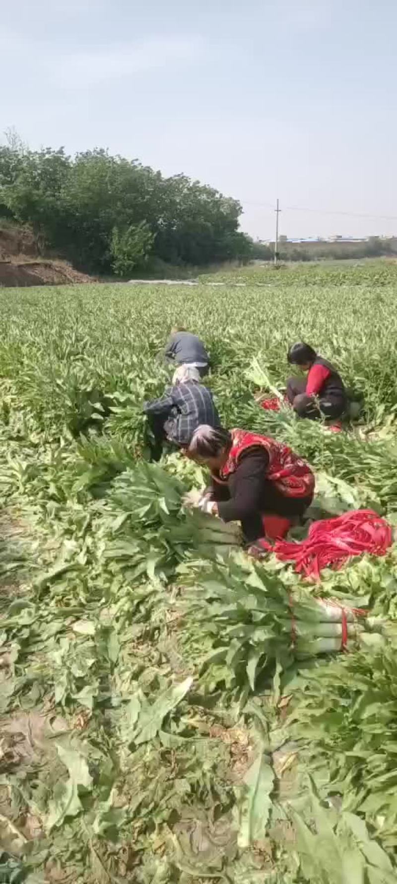 莴笋有货要的联系