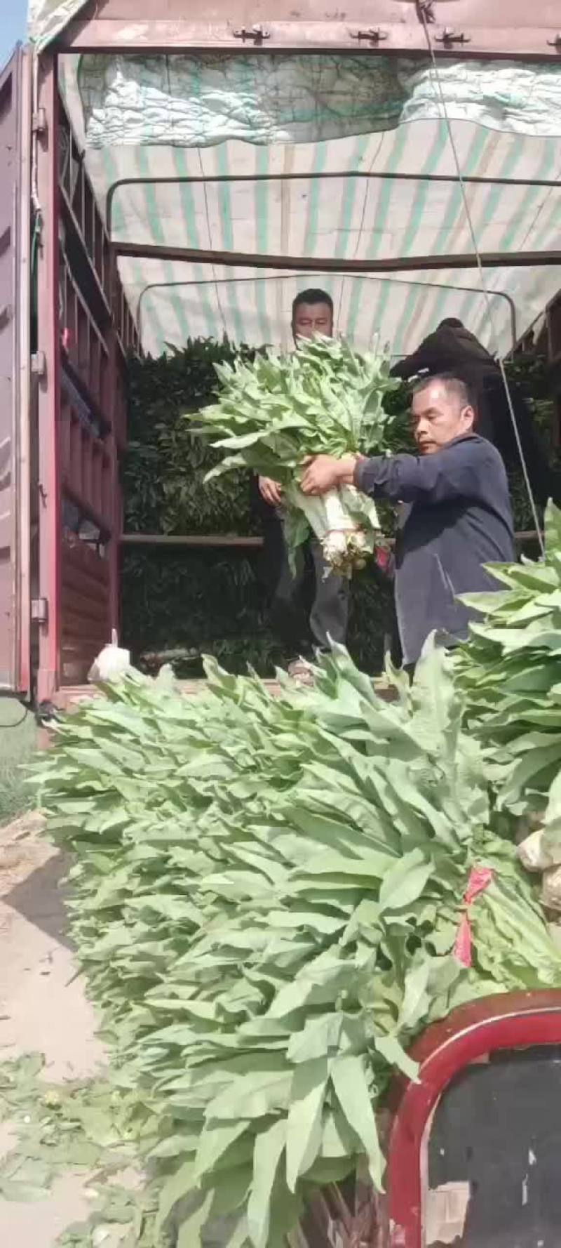 莴笋有货要的联系