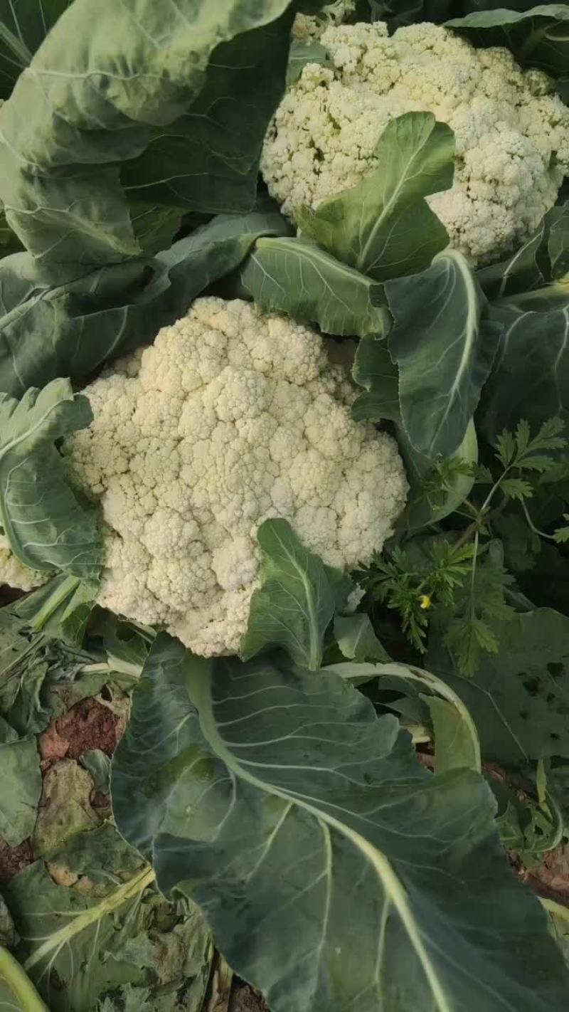 松花