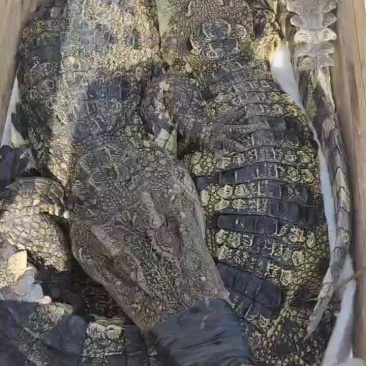 鳄鱼