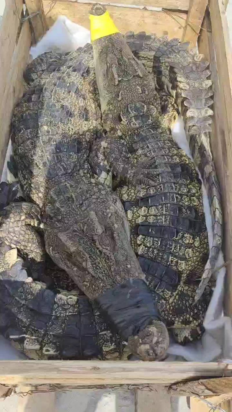 鳄鱼