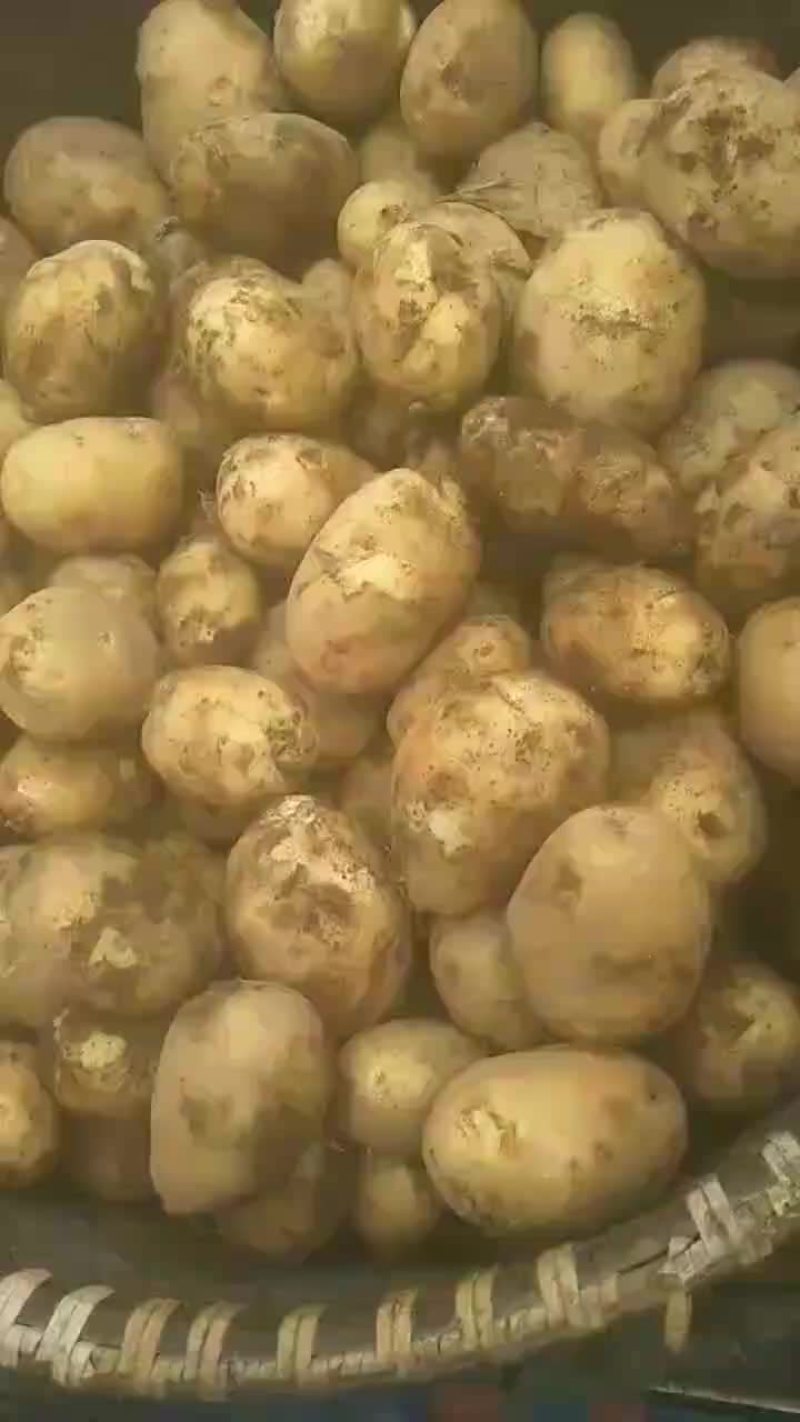 精品黄心土豆