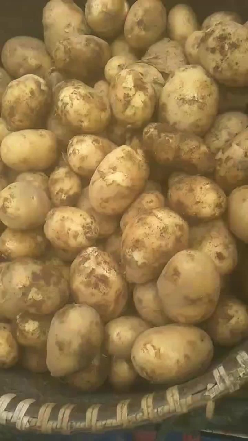 精品黄心土豆