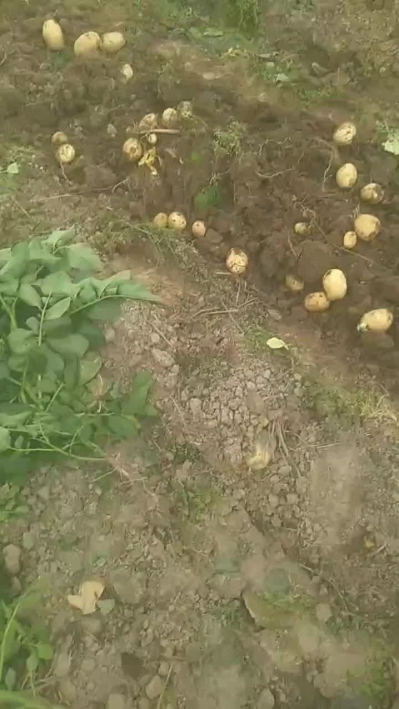 精品黄心土豆