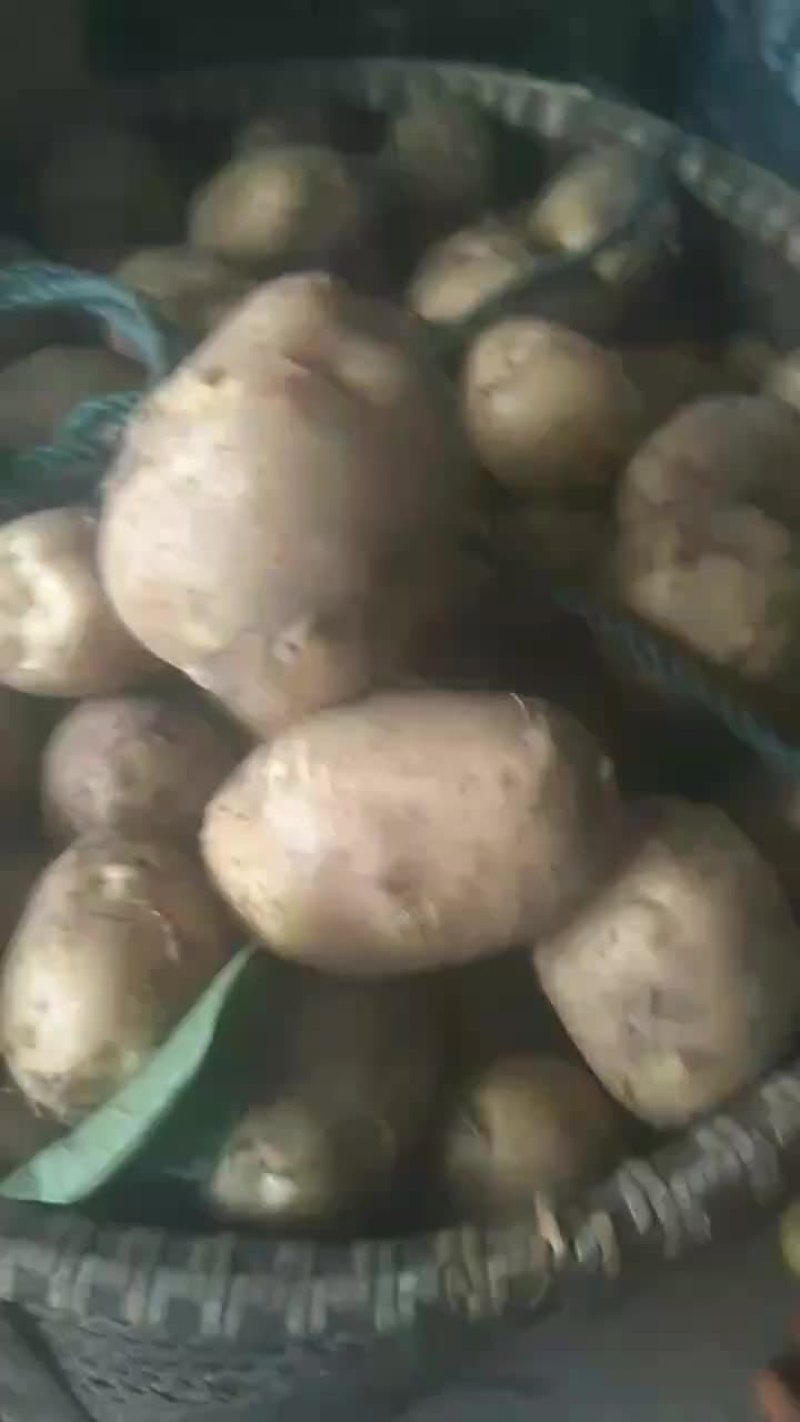 精品黄心土豆