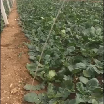 鲜叶青萝卜，早春青萝卜大量出货中，望各位老板骚扰