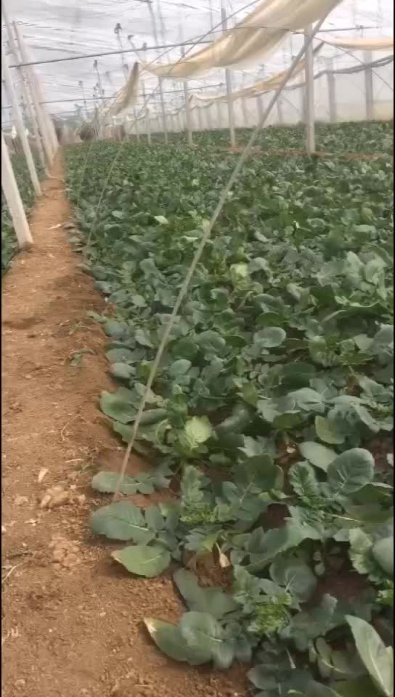 鲜叶青萝卜，早春青萝卜大量出货中，望各位老板骚扰