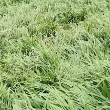 石菖蒲种苗