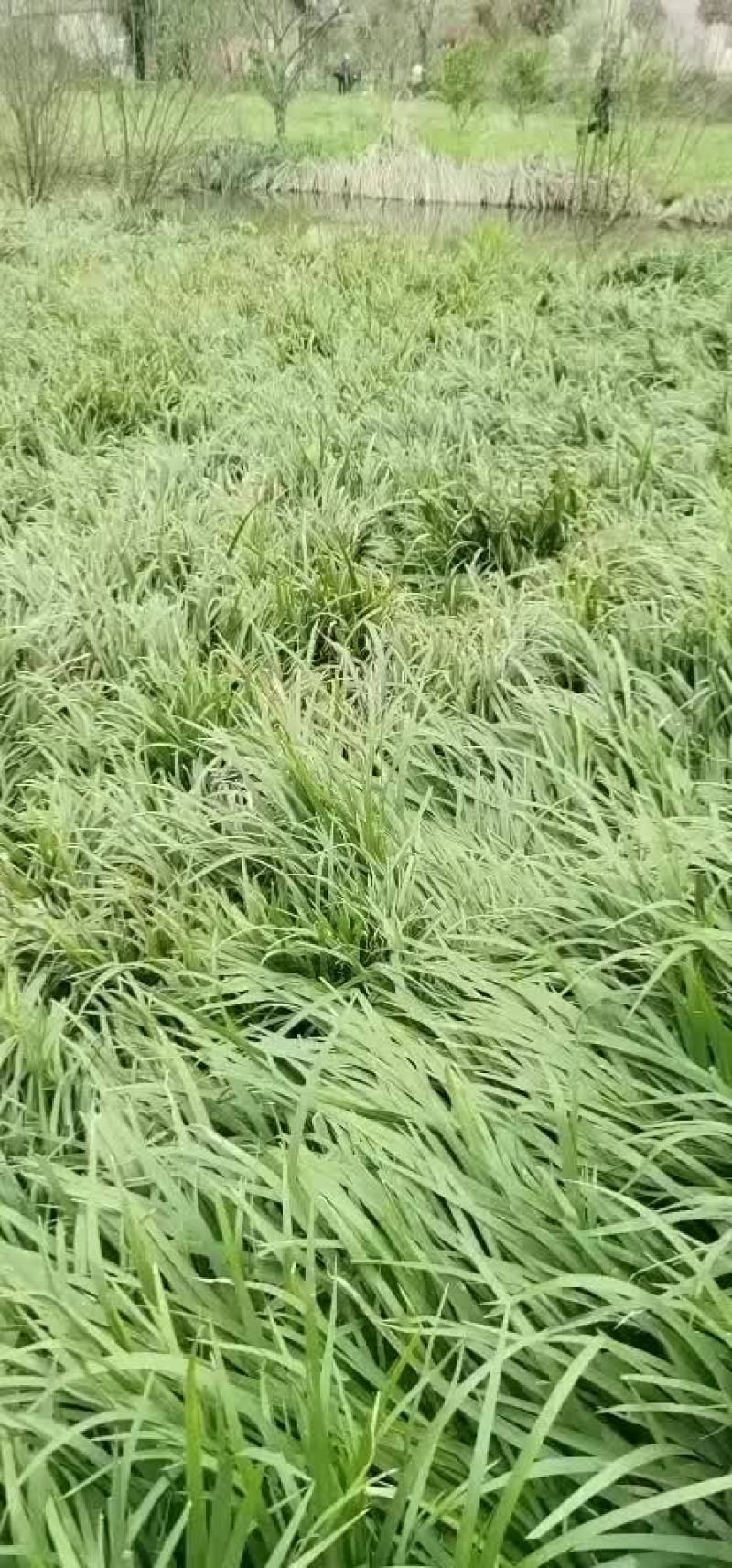 石菖蒲种苗