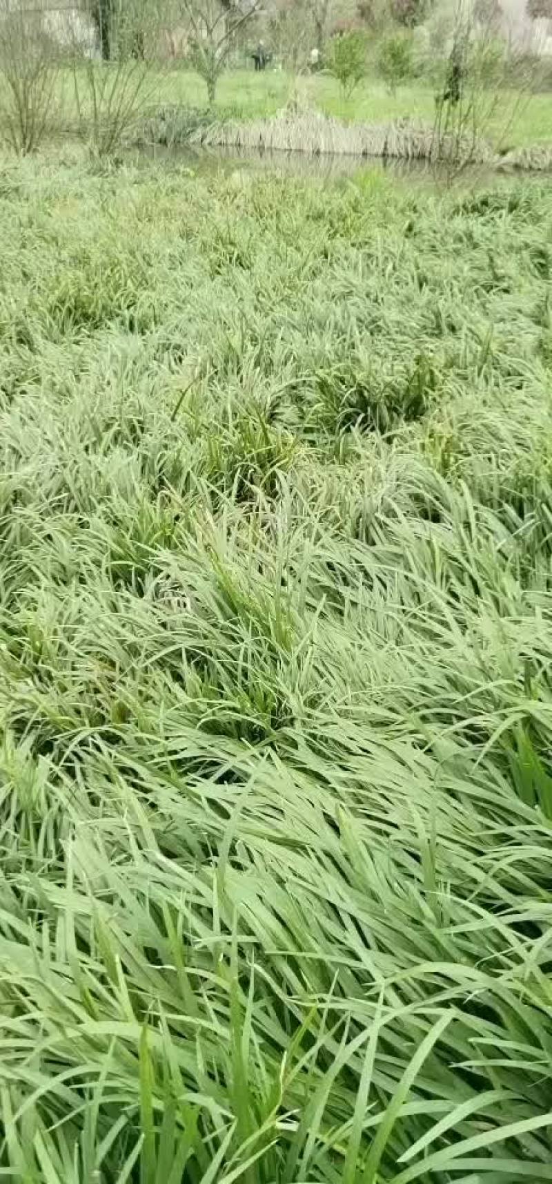 石菖蒲种苗