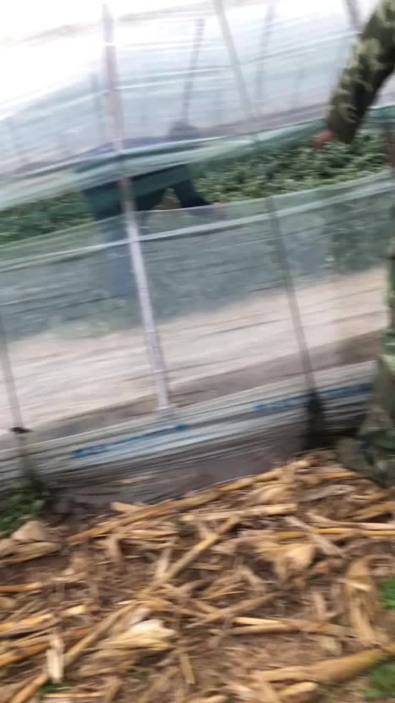 山东潍坊寒亭全美2k西瓜熟了需要的老板可以沟通一下