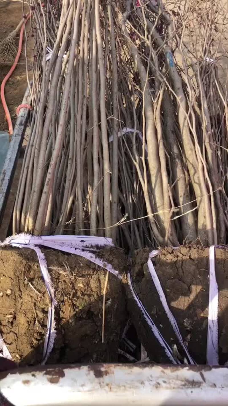 紫荆丛生紫荆需要联系3-5分支绿工程苗