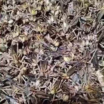 速冻蚂蚱，活体蚂蚱，去翅蚂蚱