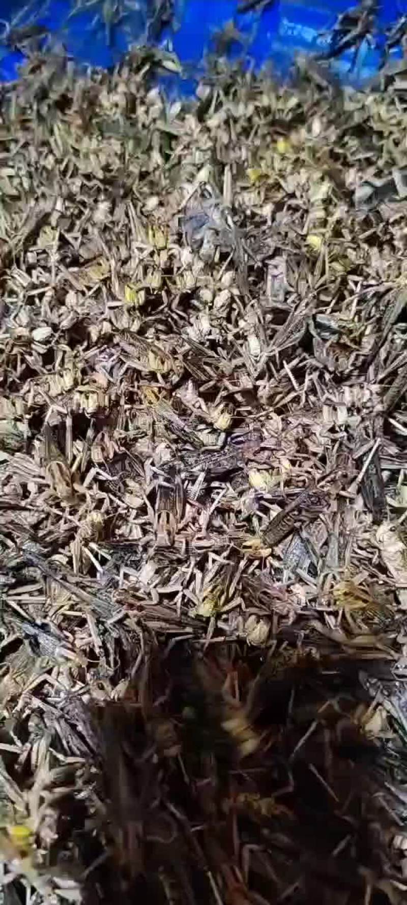速冻蚂蚱，活体蚂蚱，去翅蚂蚱