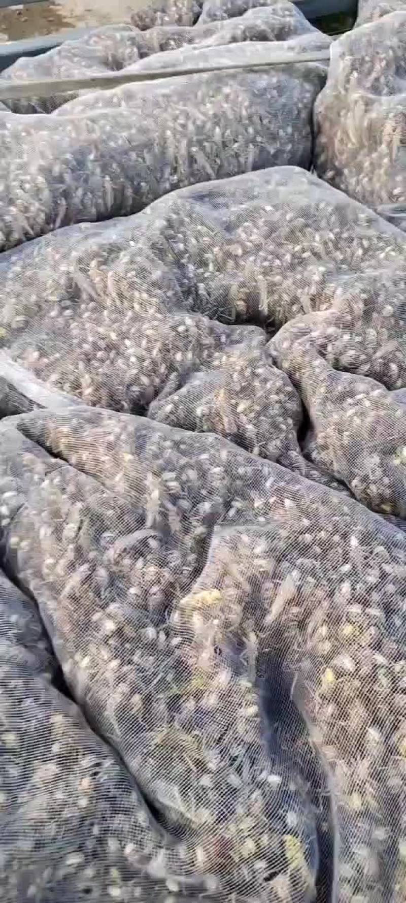 速冻蚂蚱，活体蚂蚱，去翅蚂蚱