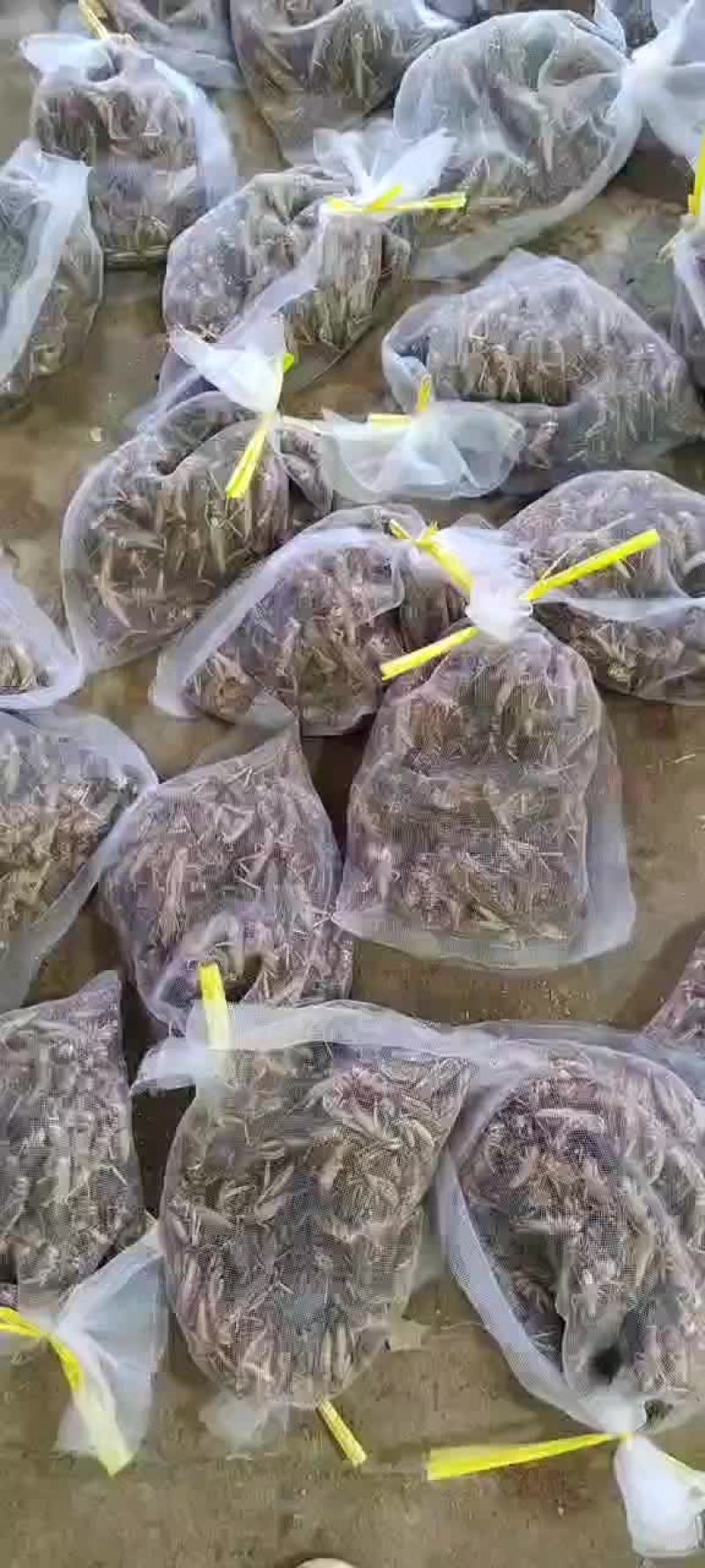 速冻蚂蚱，活体蚂蚱，去翅蚂蚱