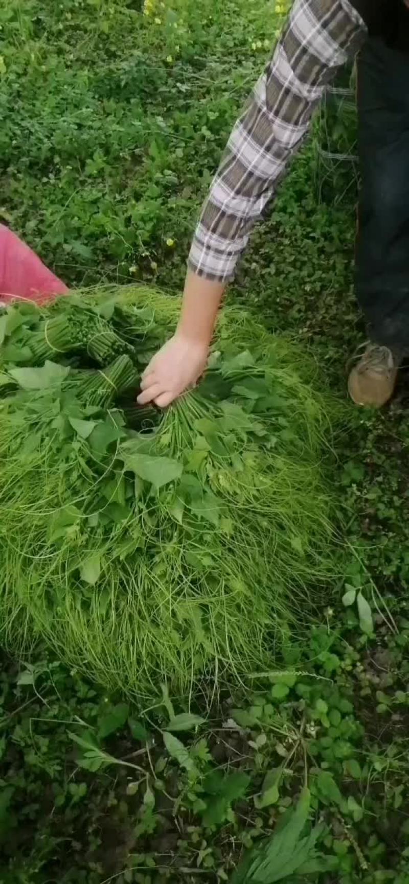 蔬菜