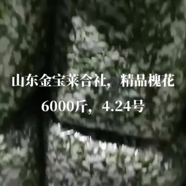 一天小米粒槐花6000斤质量足量供应