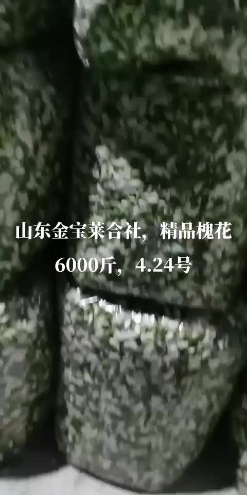 一天小米粒槐花6000斤质量足量供应