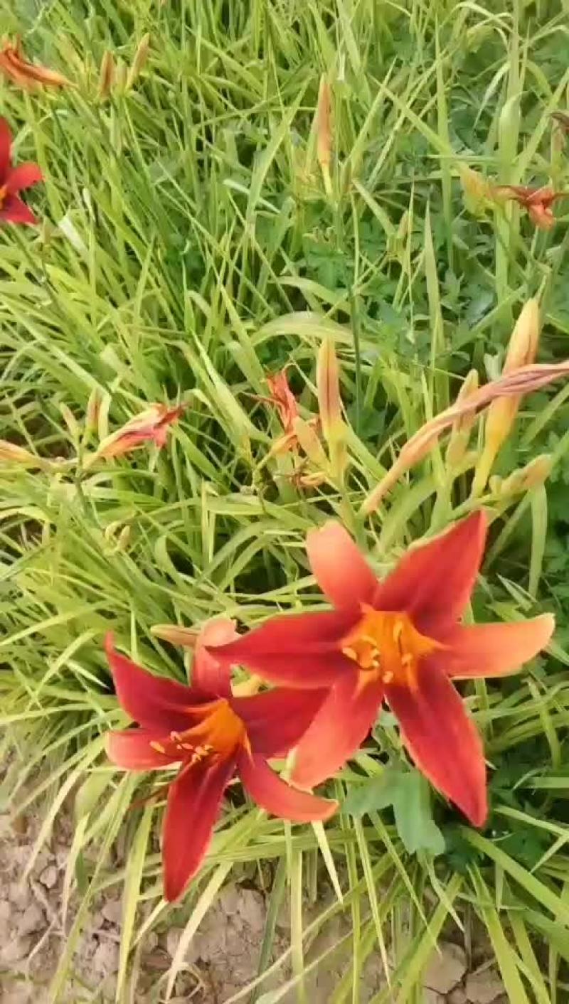 大花红花萱草