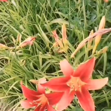 大花红花萱草