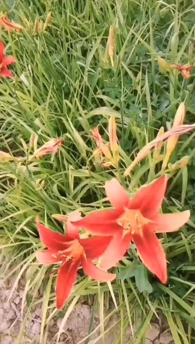 大花红花萱草