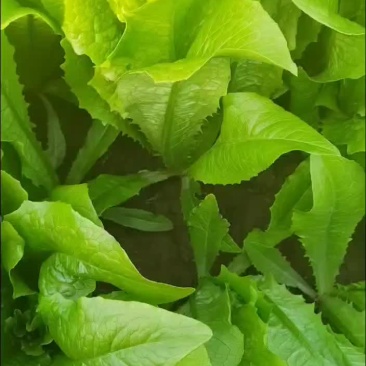 油麦菜