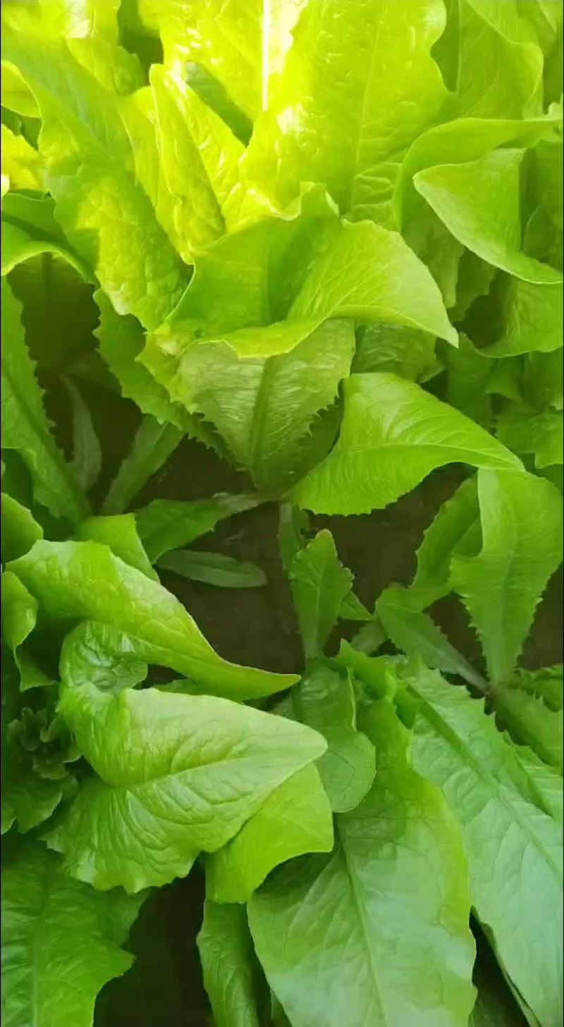 油麦菜