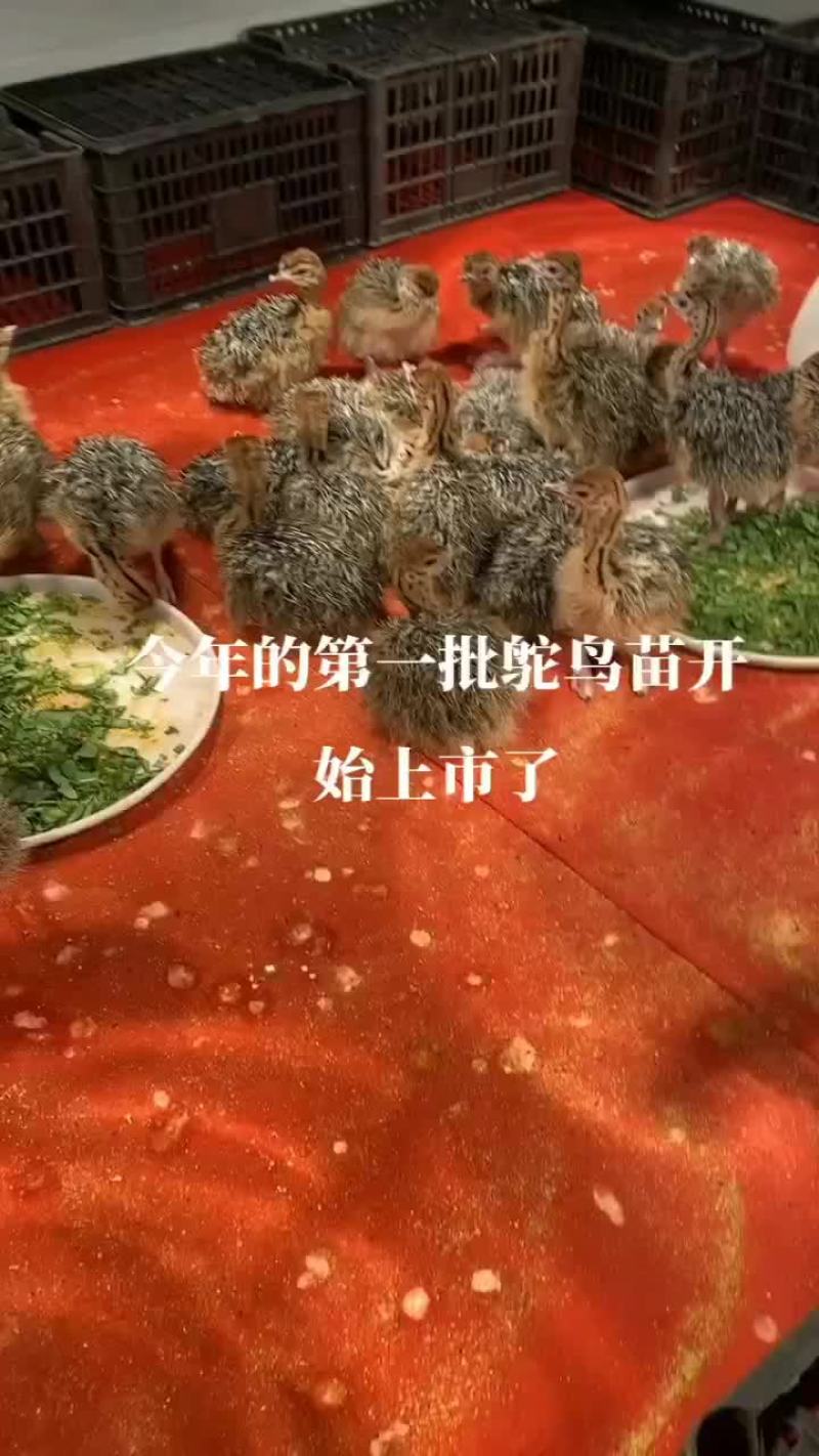 鸵鸟仔