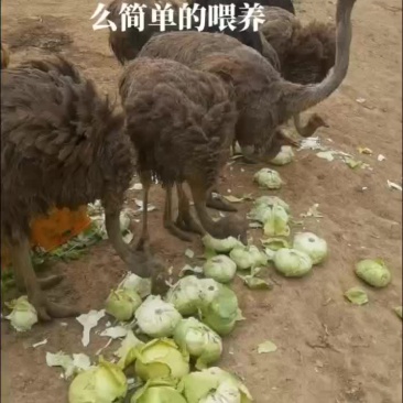 鸵鸟仔
