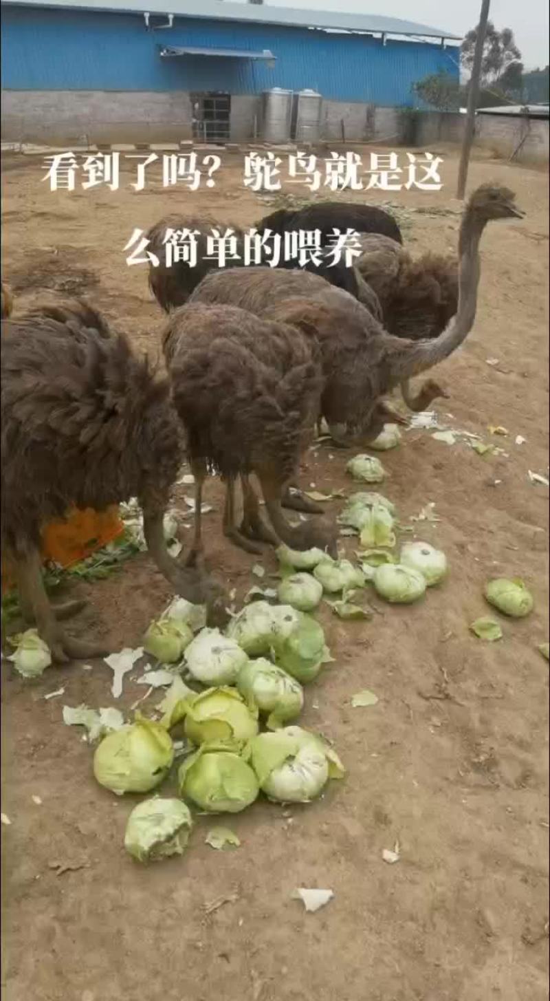 鸵鸟仔