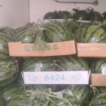 8424西瓜甜王西瓜