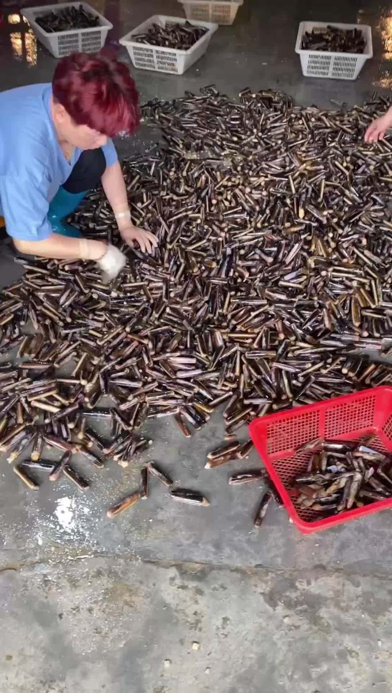 圣子王